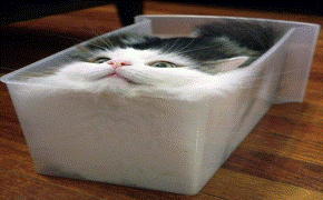 kotek z pudełeczkiem